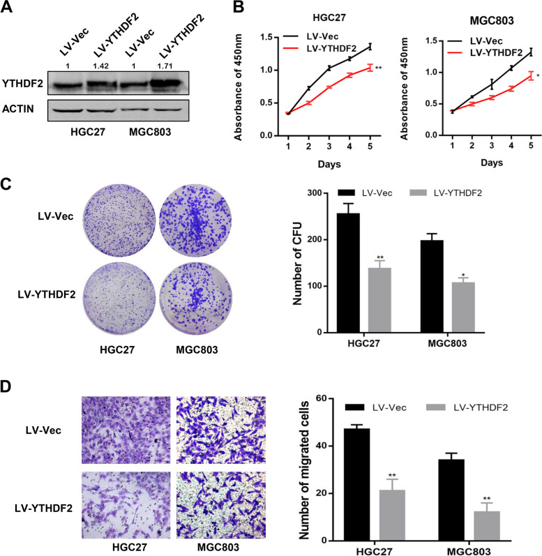 YTHDF2 exerts tumor-suppressor roles in gastric cancer via up-regulating PPP2CA independently of m<sup>6</sup>A modification.