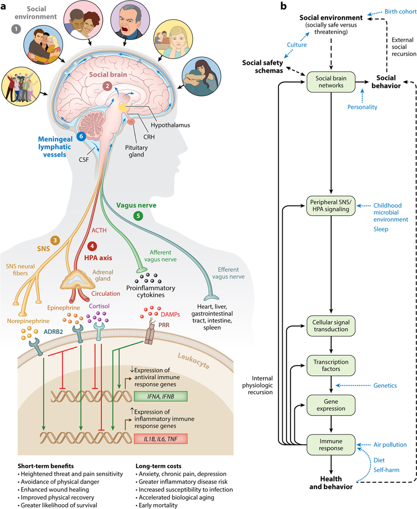 Social Safety Theory: Conceptual foundation, underlying mechanisms, and future directions.