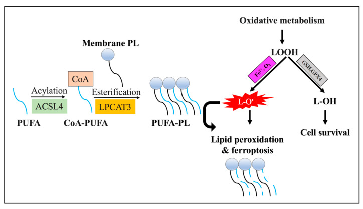 The Emerging Role of Heat Shock Factor 1 (HSF1) and Heat Shock Proteins (HSPs) in Ferroptosis.