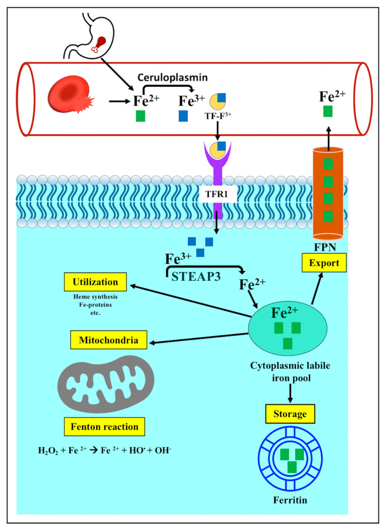 The Emerging Role of Heat Shock Factor 1 (HSF1) and Heat Shock Proteins (HSPs) in Ferroptosis.