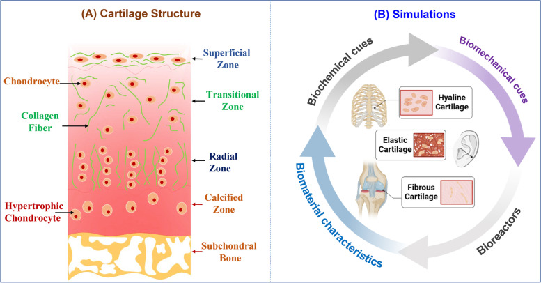 Progress in biomechanical stimuli on the cell-encapsulated hydrogels for cartilage tissue regeneration.