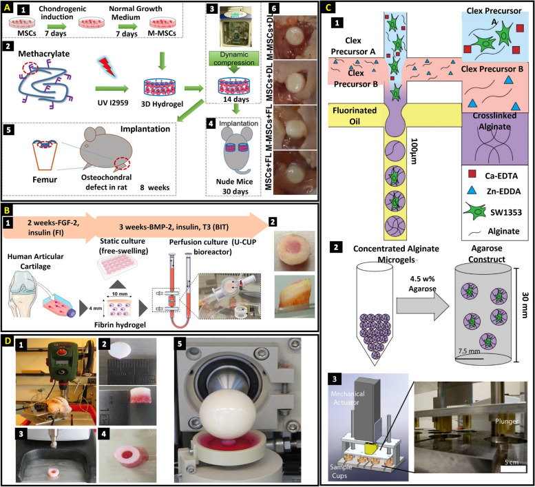 Progress in biomechanical stimuli on the cell-encapsulated hydrogels for cartilage tissue regeneration.