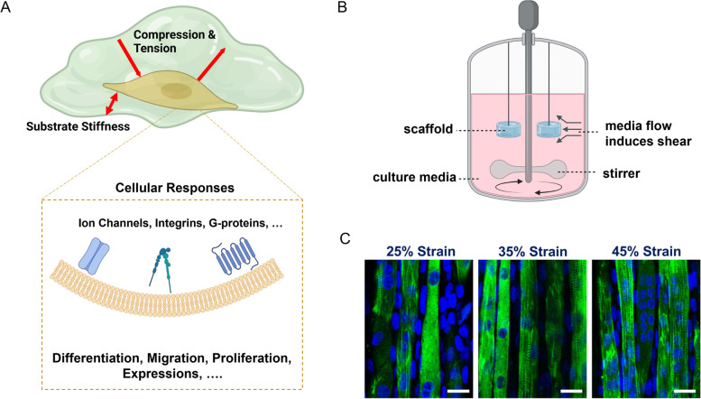 Progress in biomechanical stimuli on the cell-encapsulated hydrogels for cartilage tissue regeneration.