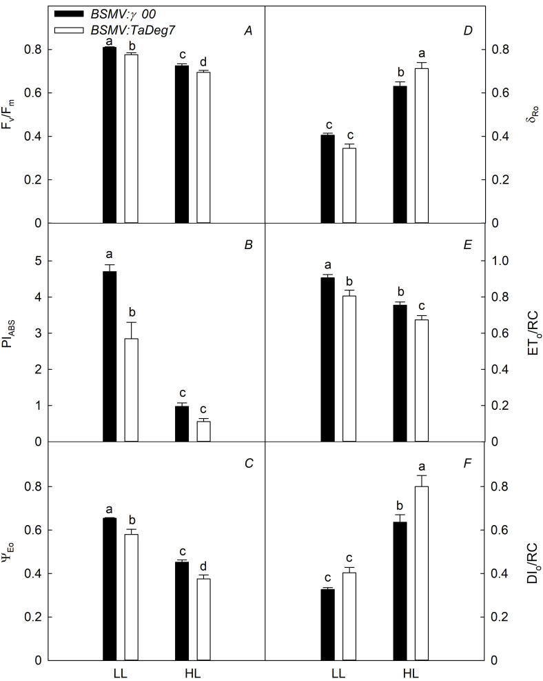 Downregulated expression of <i>TaDeg7</i> inhibits photosynthetic activity in bread wheat (<i>Triticum aestivum</i> L.).