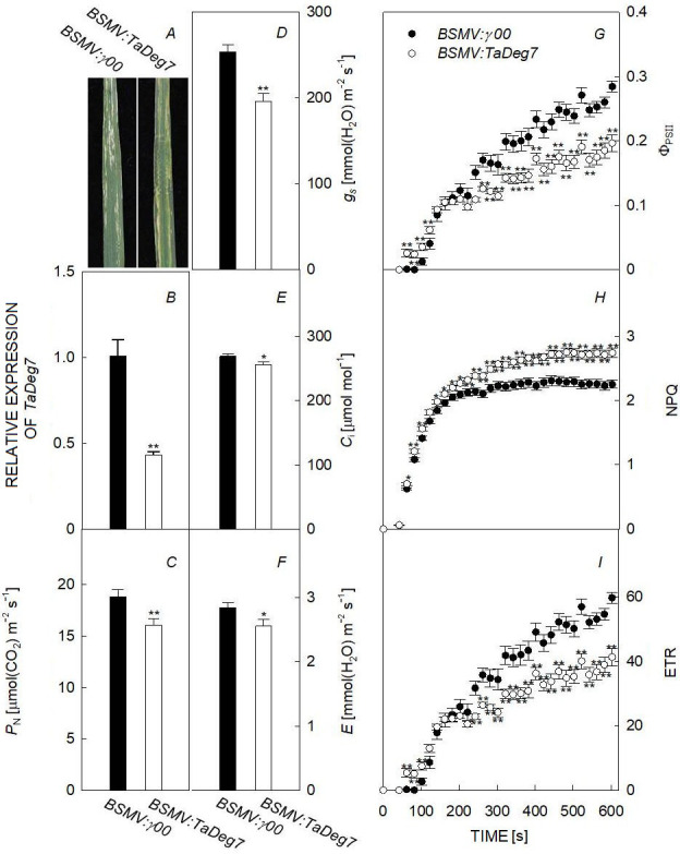 Downregulated expression of <i>TaDeg7</i> inhibits photosynthetic activity in bread wheat (<i>Triticum aestivum</i> L.).