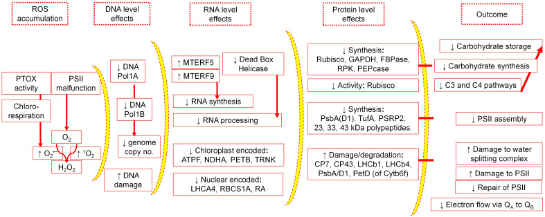 Photosynthetic machinery under salinity stress: Trepidations and adaptive mechanisms.