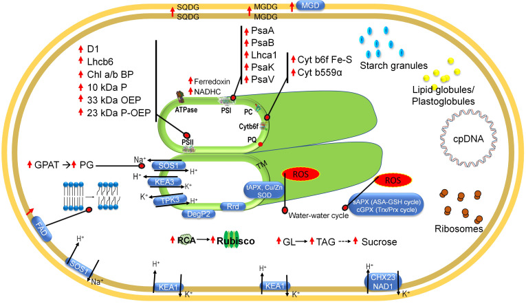 Photosynthetic machinery under salinity stress: Trepidations and adaptive mechanisms.