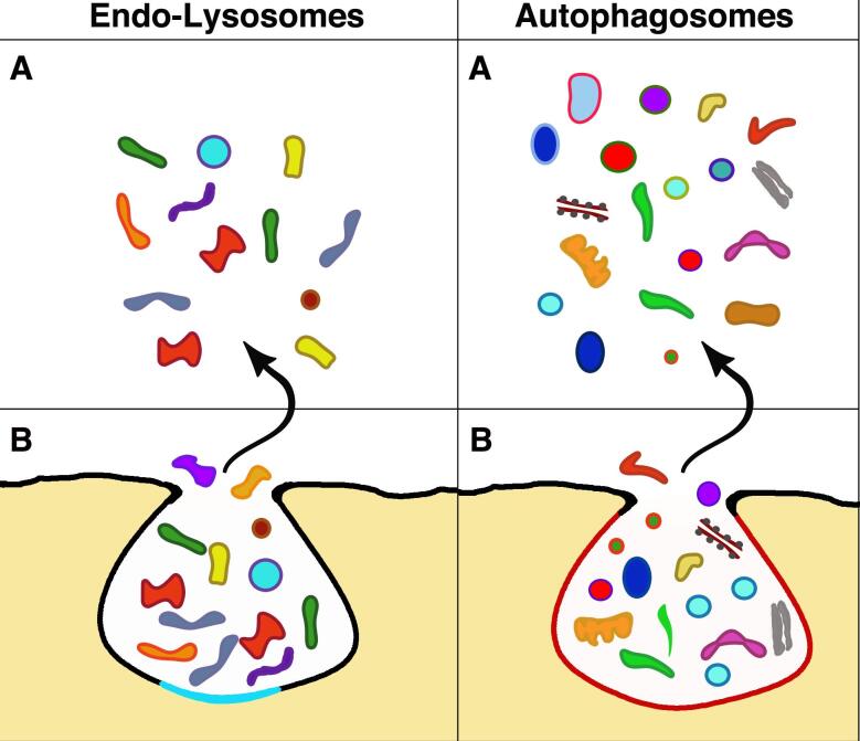 Four distinct cytoplasmic structures generate and release specific vesicles, thus opening the way to intercellular communication.