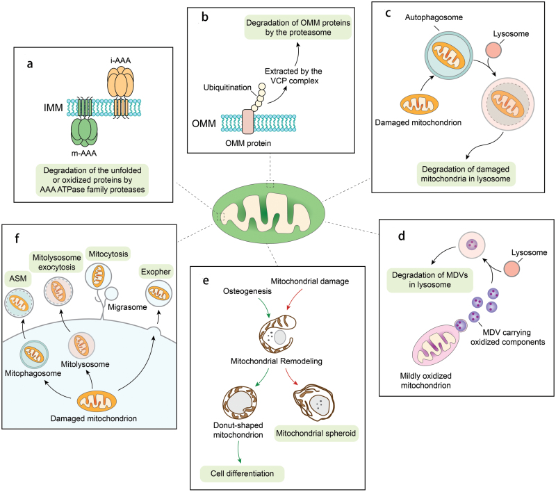 Donut and spheroid mitochondria: eating, regenerating or trash them out?