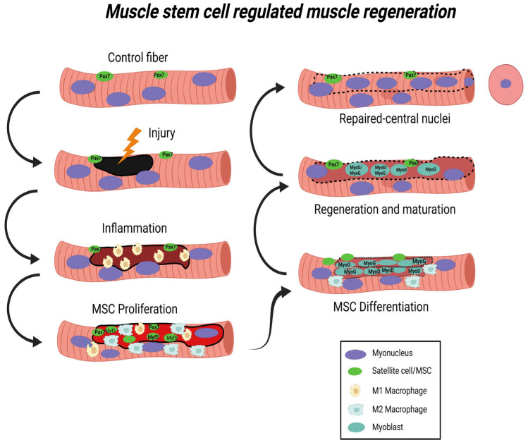 The Role of Mitochondria in Mediation of Skeletal Muscle Repair.