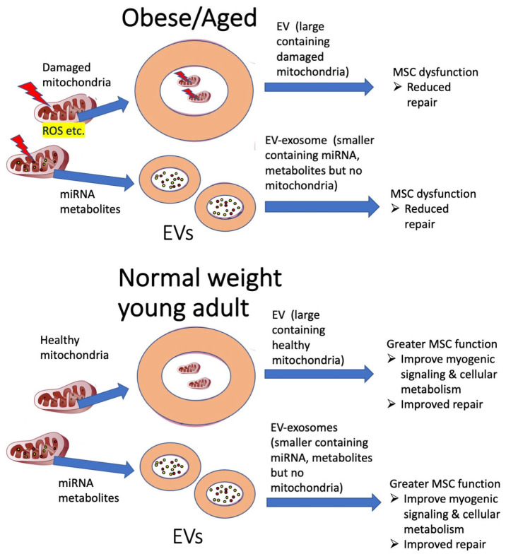 The Role of Mitochondria in Mediation of Skeletal Muscle Repair.