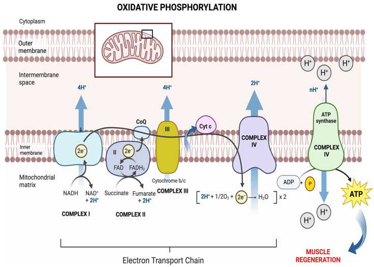 The Role of Mitochondria in Mediation of Skeletal Muscle Repair.