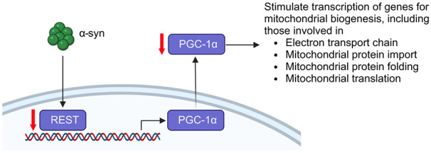 Genetic modifiers of synucleinopathies-lessons from experimental models.