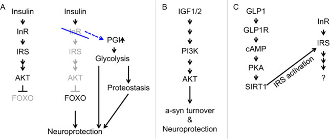 Genetic modifiers of synucleinopathies-lessons from experimental models.