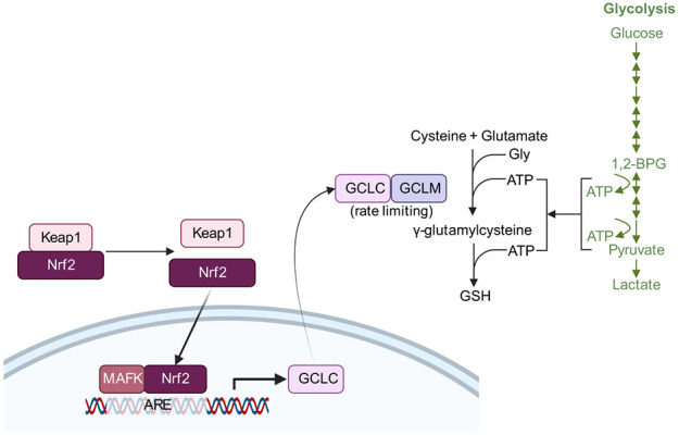 Genetic modifiers of synucleinopathies-lessons from experimental models.
