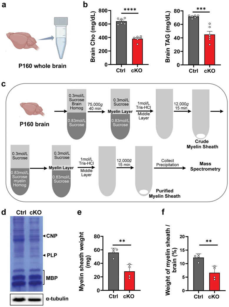 Ablation of <i>Mea6/cTAGE5</i> in oligodendrocytes significantly impairs white matter structure and lipid content.