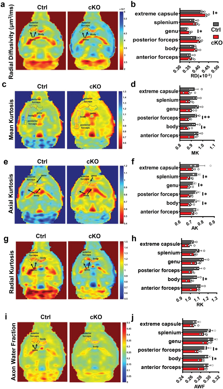 Ablation of <i>Mea6/cTAGE5</i> in oligodendrocytes significantly impairs white matter structure and lipid content.