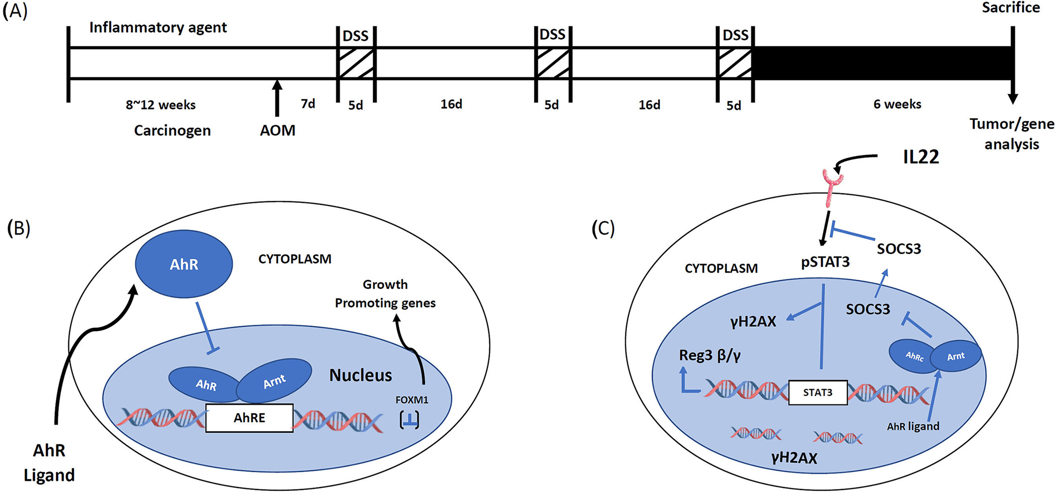 Aryl Hydrocarbon Receptor (AhR) Signaling in Colonic Cells and Tumors.