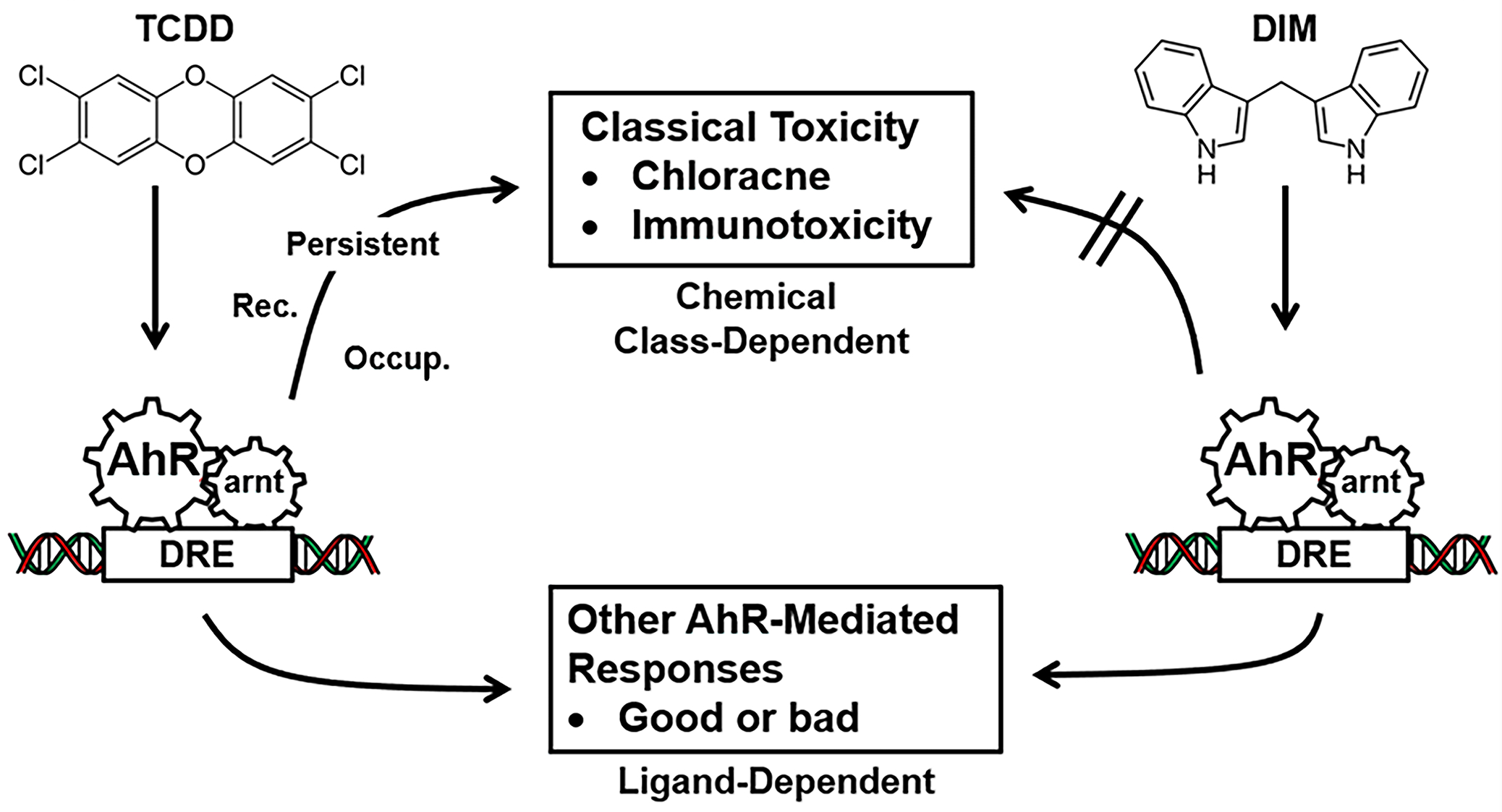 Aryl Hydrocarbon Receptor (AhR) Signaling in Colonic Cells and Tumors.