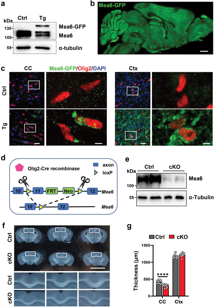 Ablation of <i>Mea6/cTAGE5</i> in oligodendrocytes significantly impairs white matter structure and lipid content.