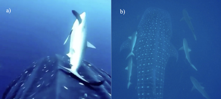 Species associated with whale sharks <i>Rhincodontypus</i> (Orectolobiformes, Rhincodontidae) in the Galapagos Archipelago.