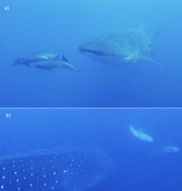 Species associated with whale sharks <i>Rhincodontypus</i> (Orectolobiformes, Rhincodontidae) in the Galapagos Archipelago.