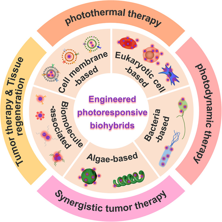 Engineered photoresponsive biohybrids for tumor therapy.