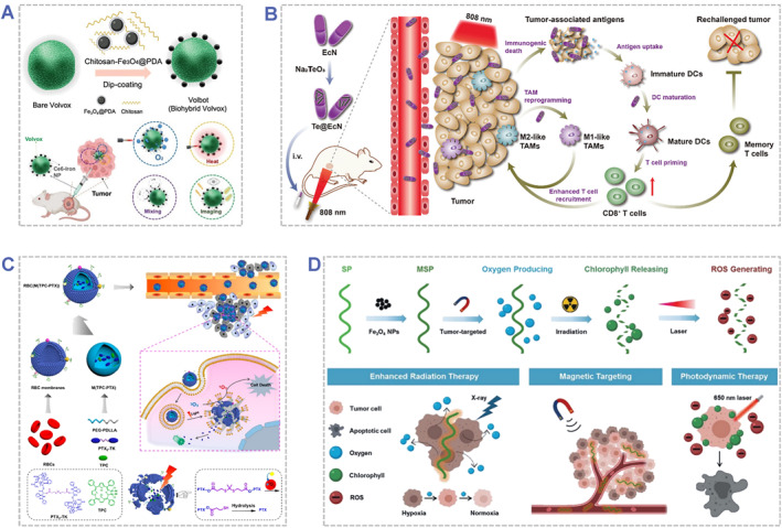 Engineered photoresponsive biohybrids for tumor therapy.