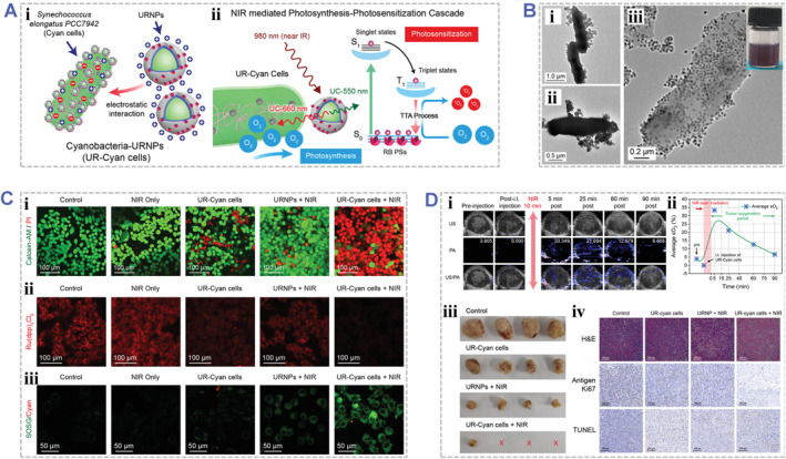 Engineered photoresponsive biohybrids for tumor therapy.