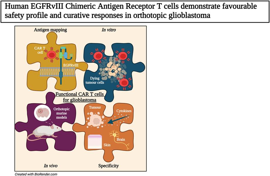 Human EGFRvIII chimeric antigen receptor T cells demonstrate favorable safety profile and curative responses in orthotopic glioblastoma