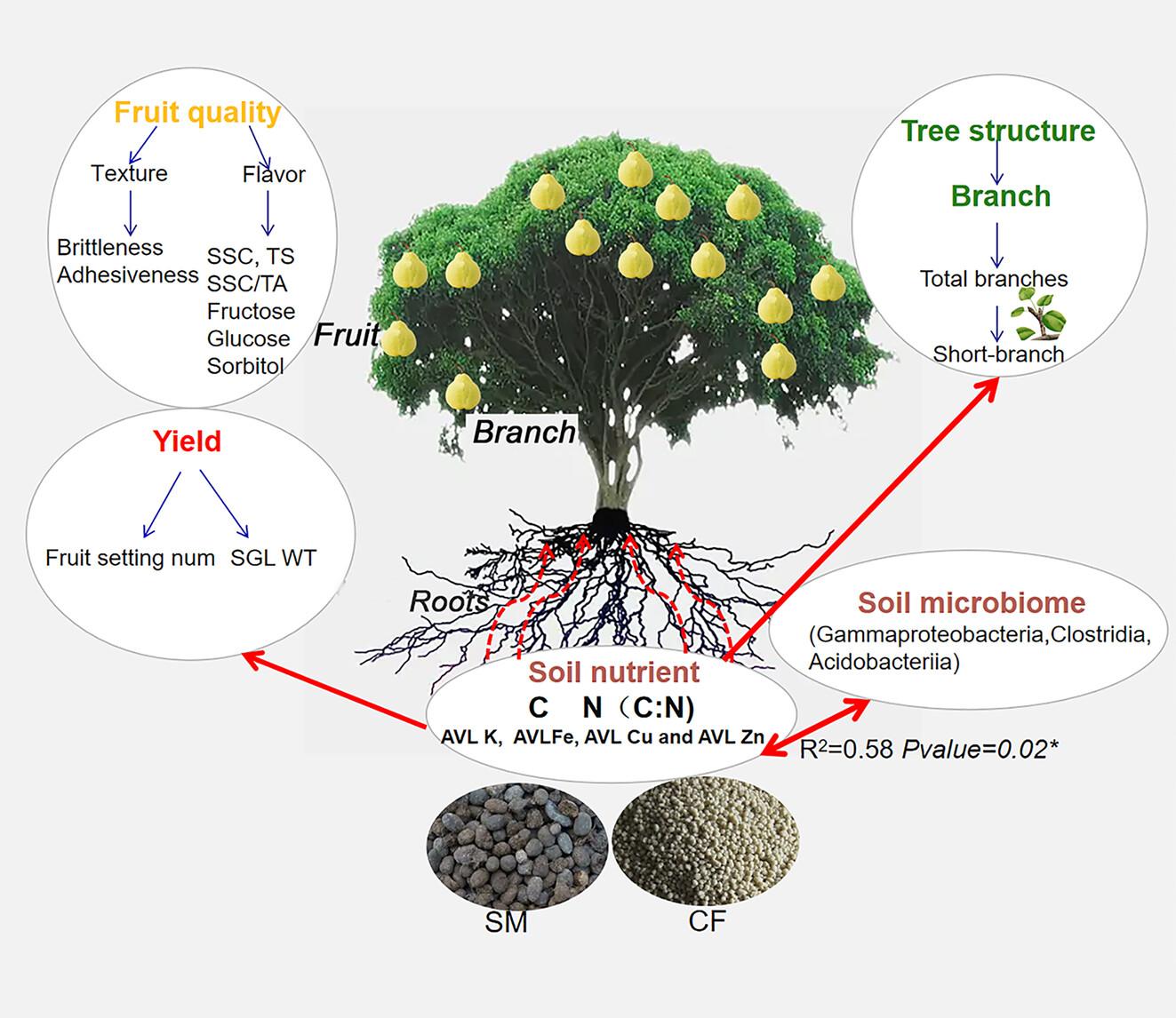 Revealing the role of the rhizosphere microbiota in reproductive growth for fruit productivity when inorganic fertilizer is partially replaced by organic fertilizer in pear orchard fields