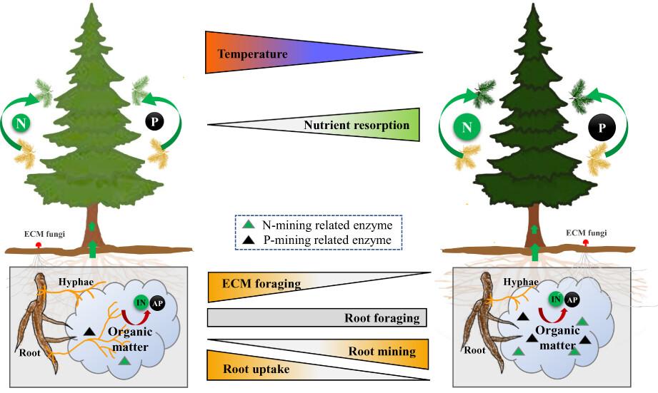 Temperature drives the coordination between above-ground nutrient conservation and below-ground nutrient acquisition in alpine coniferous forests