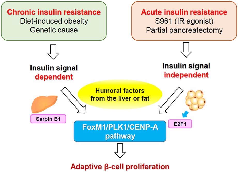 Signaling pathways that regulate adaptive β-cell proliferation for the treatment of diabetes