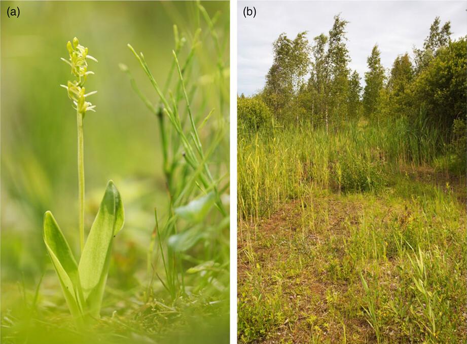 Biological Flora of Britain and Ireland: Liparis loeselii