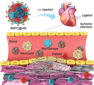 siRNA Delivery against Myocardial Ischemia Reperfusion Injury Mediated by Reversibly Camouflaged Biomimetic Nanocomplexes