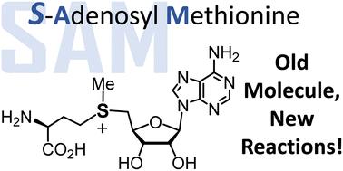 S-Adenosylmethionine: more than just a methyl donor