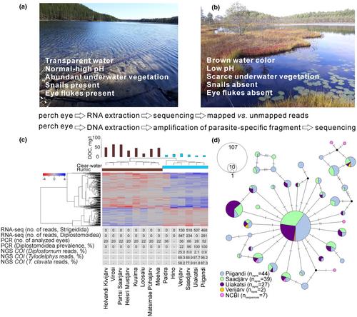 Unlocking the genome of perch – From genes to ecology and back again