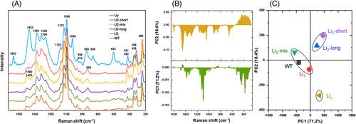 Raman spectroscopic assessment of fibers and seeds of six cotton genotypes