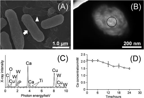 Effect of phosphoproteins on intracellular calcification of bacteria