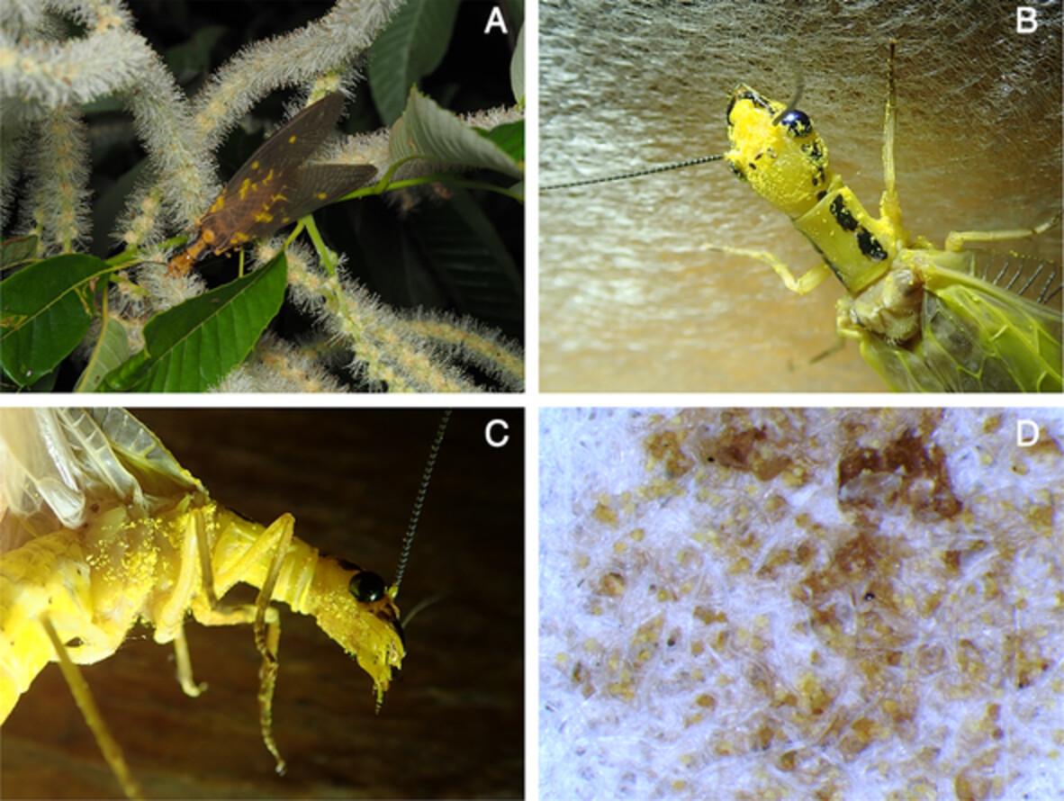 Notes on the foraging habits of adult Protohermes dobsonflies (Megaloptera: Corydalidae): Further evidence for anthophilous megalopterans