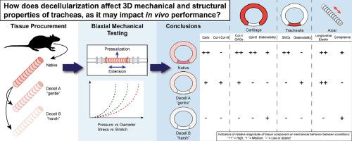 Decellularization compromises mechanical and structural properties of the native trachea