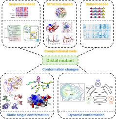 Role of distal sites in enzyme engineering