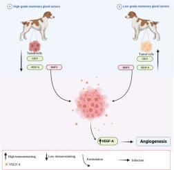 Low-Grade Mammary Gland Tumors in Dogs Have Greater VEGF-A and BMP2 Immunostaining and Higher CD31 Blood Vessel Density