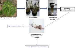 Immunostimulatory and Immunorestorative Effects of Leaf Extract and Fractions of Musanga cecropioides on Immunocompetent and Experimentally Immunocompromised Mice