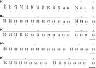 Comparative cytogenetic analysis reveals chromosomal variability in five stingless bees of the genus Trigona (Apidae, Apinae, Meliponini)