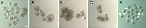 Expression of the melatonergic system during meiotic maturation of cynomolgus monkey cumulus–oocyte complexes