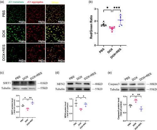 Resveratrol activation of SIRT1/MFN2 can improve mitochondria function, alleviating doxorubicin-induced myocardial injury