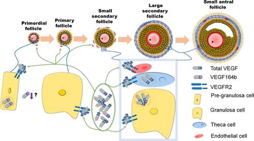 The vascular endothelial growth factor (VEGF) system as a key regulator of ovarian follicle angiogenesis and growth