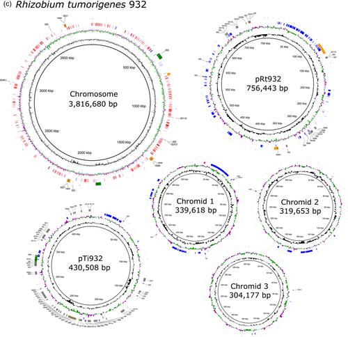 Genomics of the “tumorigenes” clade of the family Rhizobiaceae and description of Rhizobium rhododendri sp. nov.