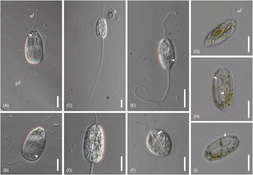 Phylogenomics of novel ploeotid taxa contribute to the backbone of the euglenid tree